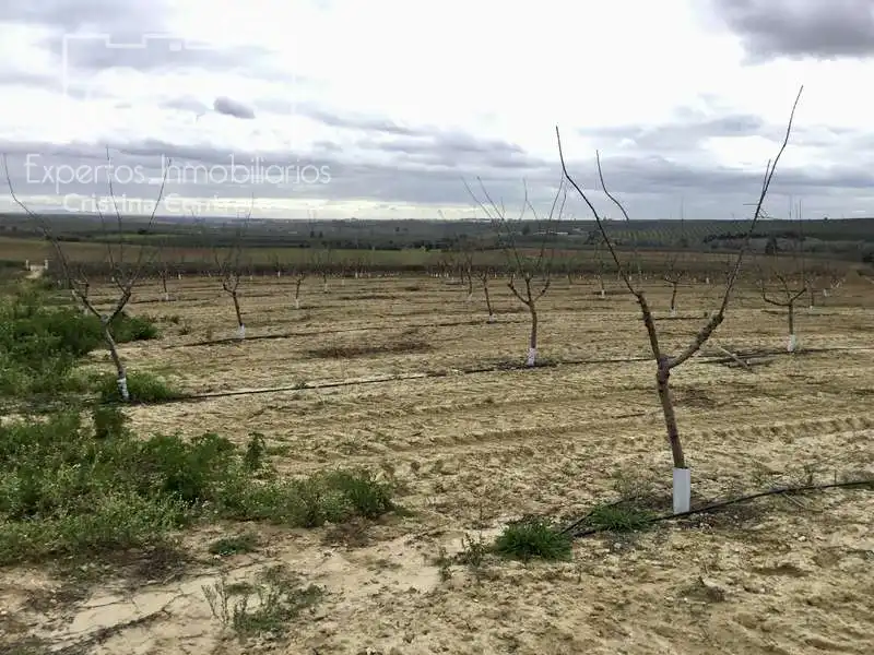 Terreno rústico en venta en Huévar del Aljarafe, imagen 11