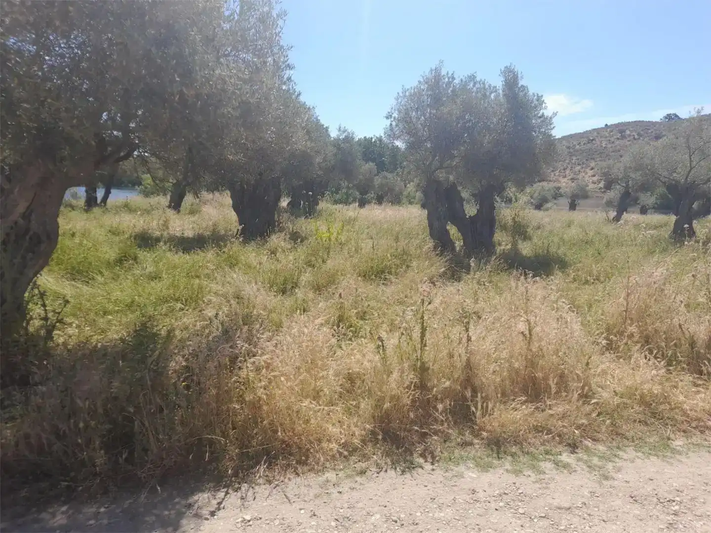 Terreno en venta en Casillas de Coria