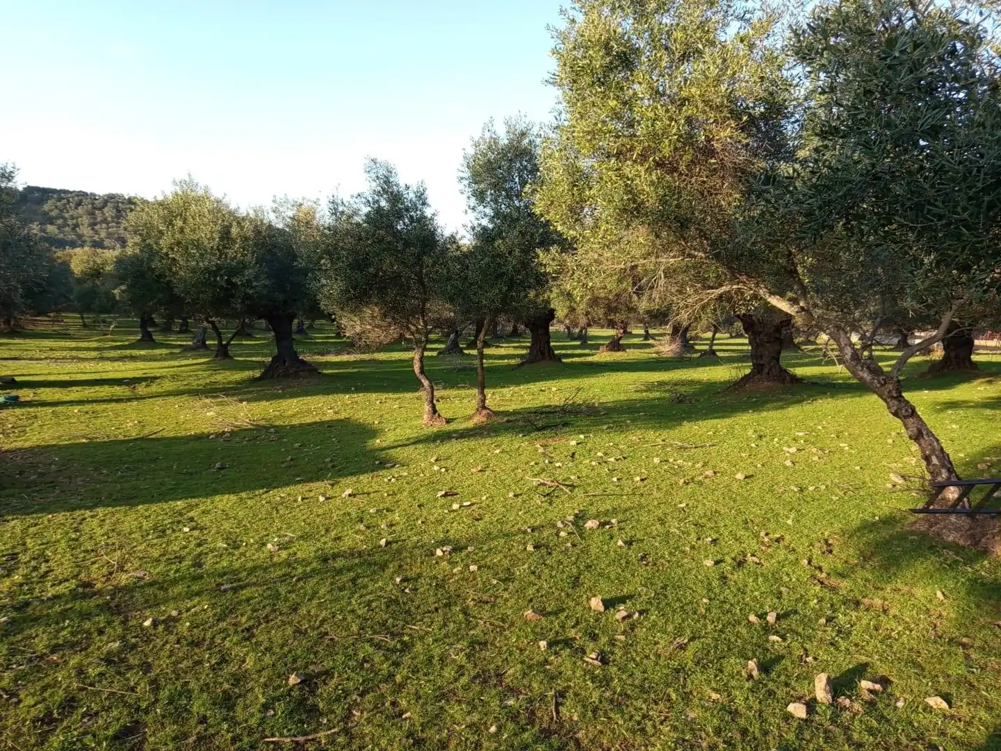 Jardí de Finca rústica en venda en Almadén de la Plata amb Jardí privat
