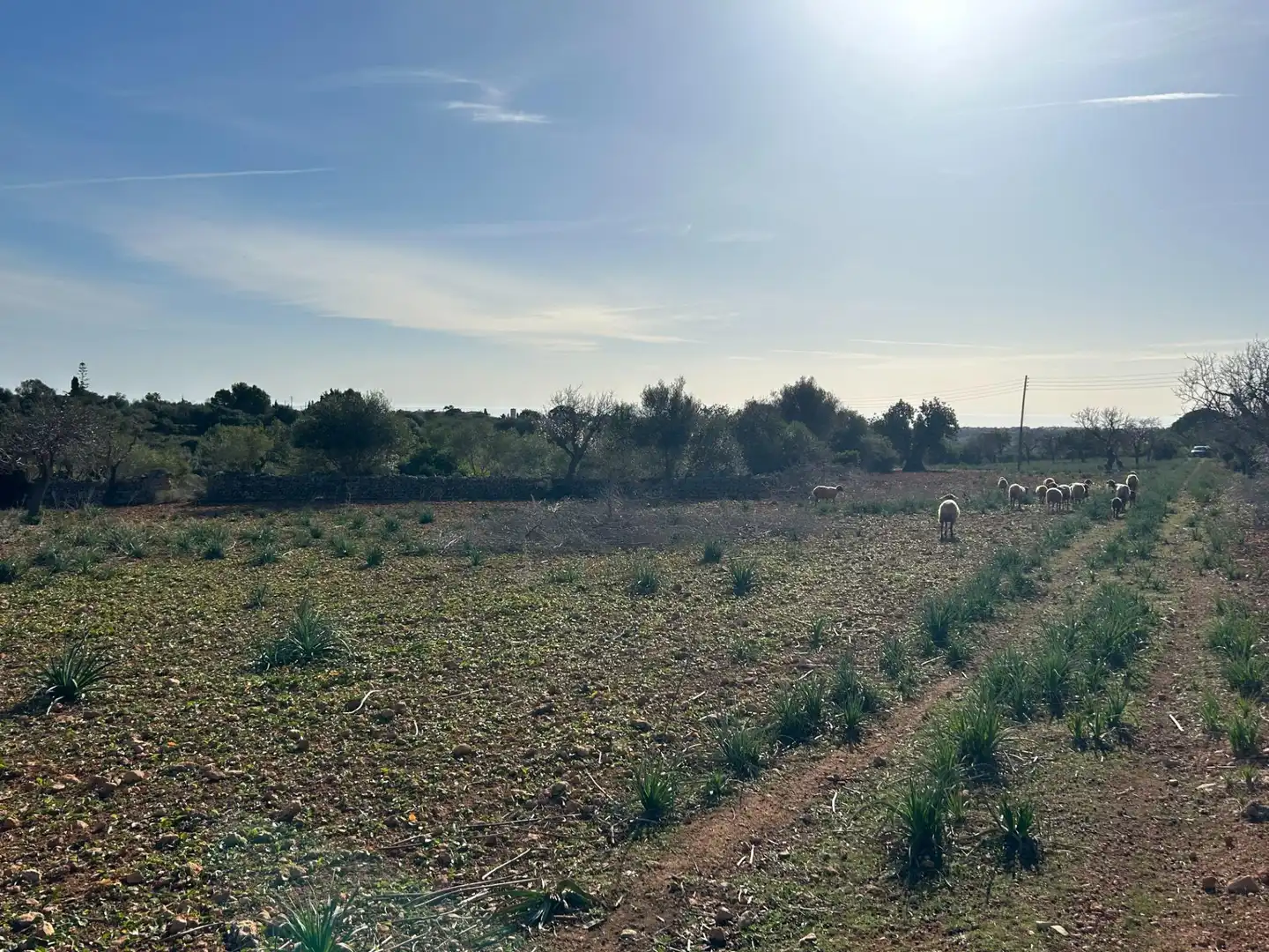 Country house zum Verkauf in Manacor