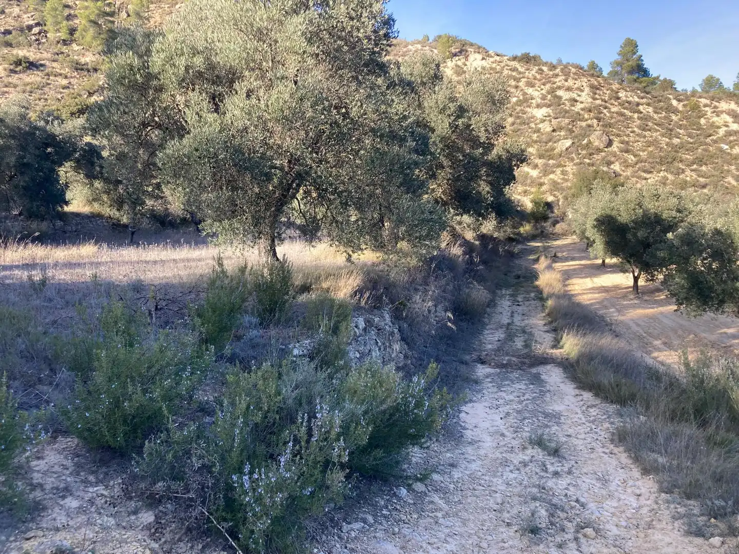 Terreni e lotti in vendita a Calaceite, imagen 7
