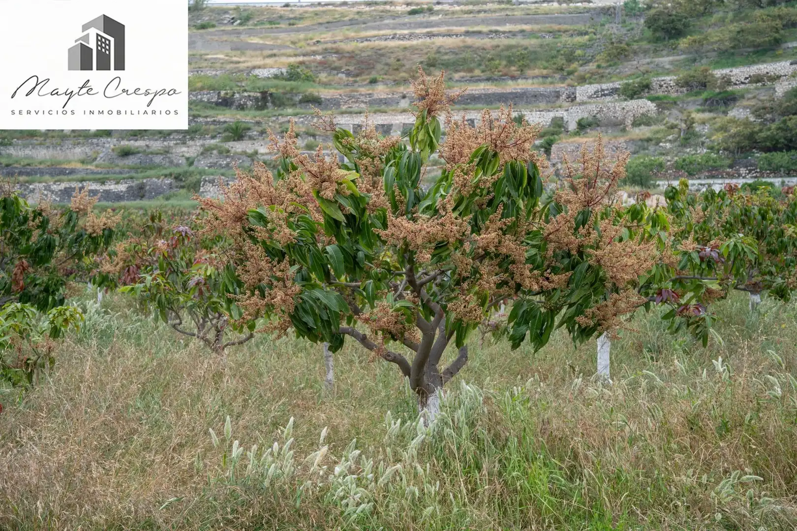 Terreni e lotti in vendita a CARRETERA MALAGA (CAL) 74, imagen 59