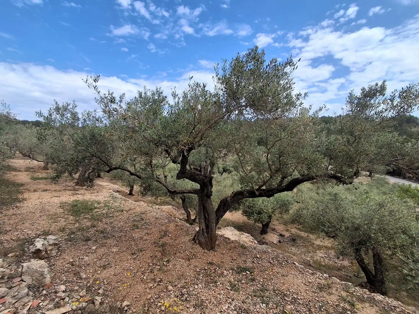 Terreno rustico in vendita a El Perelló, imagen 49