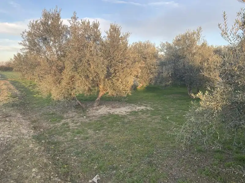 Rural land for sale in Belicena, imagen 14
