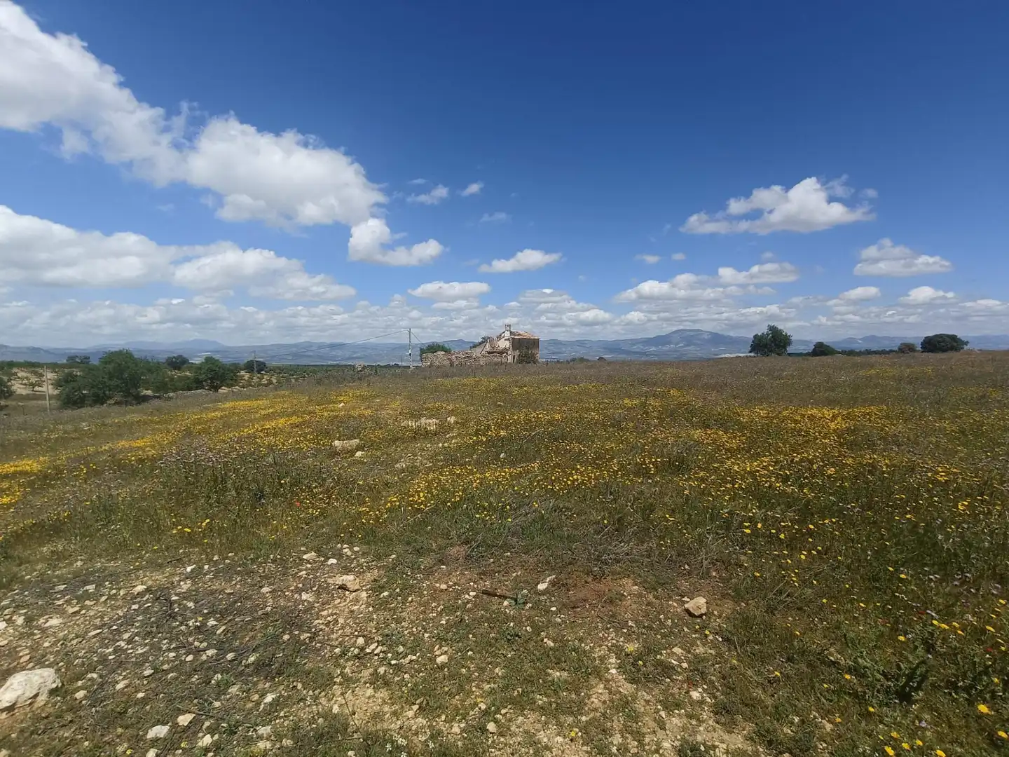 Finca rústica en venta en Salar