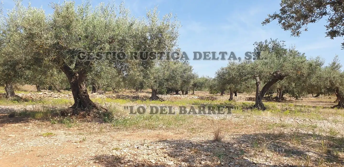 Terreno rústico en venta en Polígono 1, imagen 23