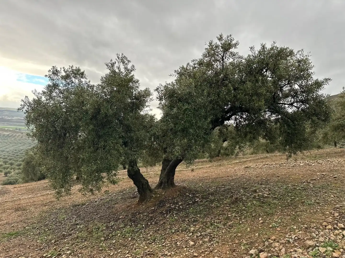 Terreni e lotti in vendita a Atarfe, imagen 9