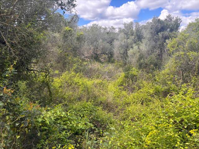 Terreno en Venta en Vallgorguina