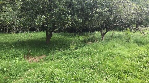 Venta de finca LLANA, edificable, a 10 minutos de Cangas de Onís, imagen 3