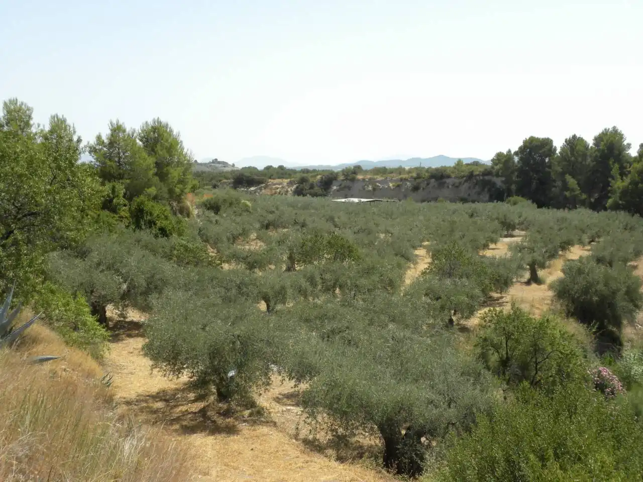Terreno rustico in vendita a Camino Picardias