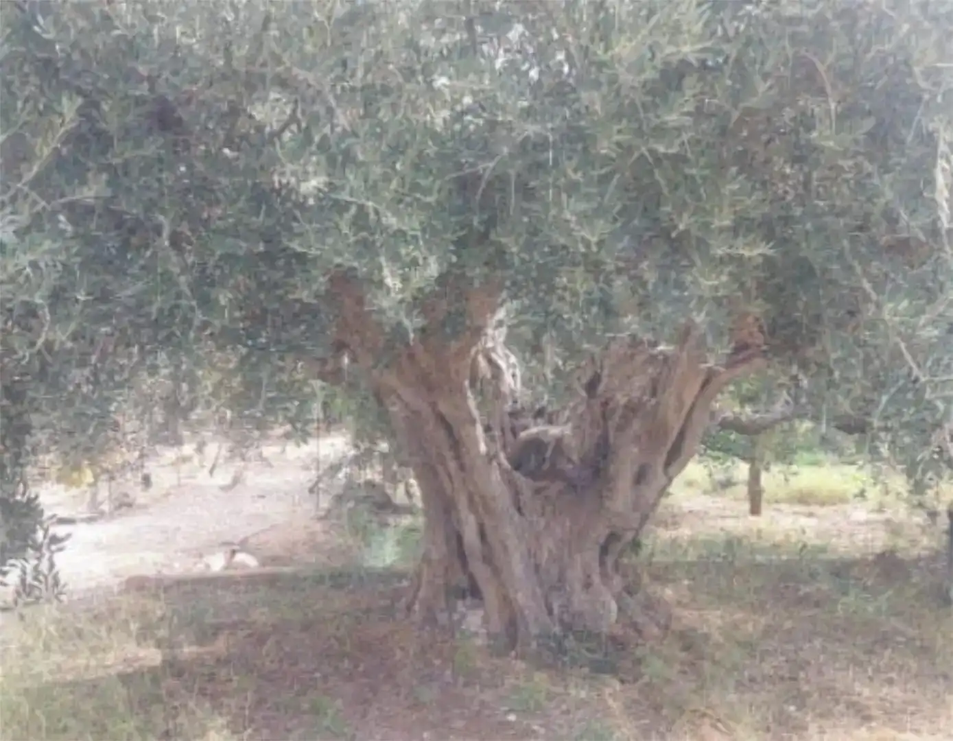 Jardí de Casa o xalet en venda en Totana amb Aire condicionat, Piscina i Balcó