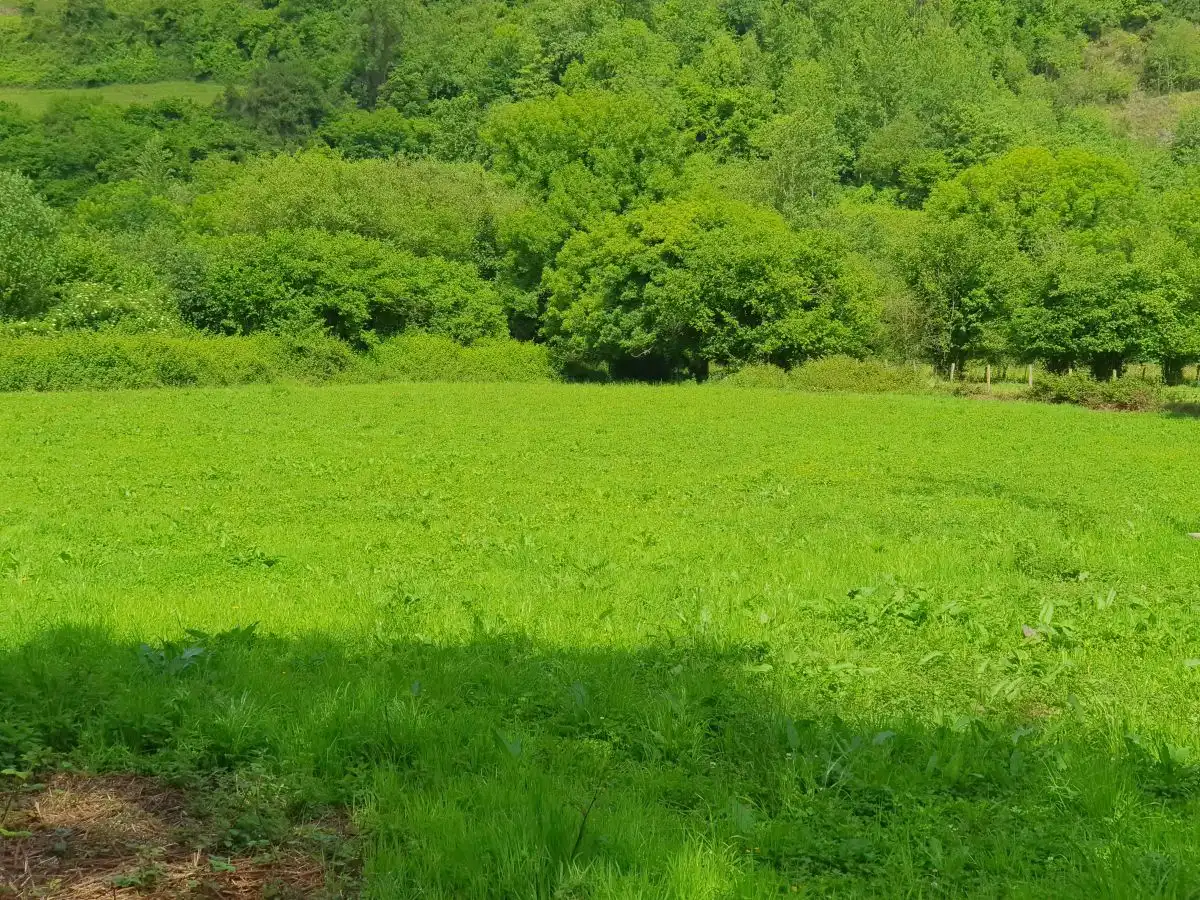Rustikales Grundstück zum Verkauf in San Claudio - Trubia - Las Caldas, imagen 15