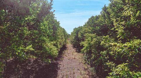 FINCA RUSTICA DE MADARINOS EN VENTA EN SANTA BARBARA TARRAGONA, immagine 4