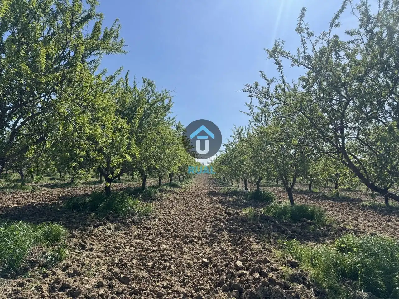 Land for sale in Herreruela de Oropesa