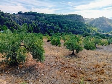 Terreno rustico in vendita a Yunquera