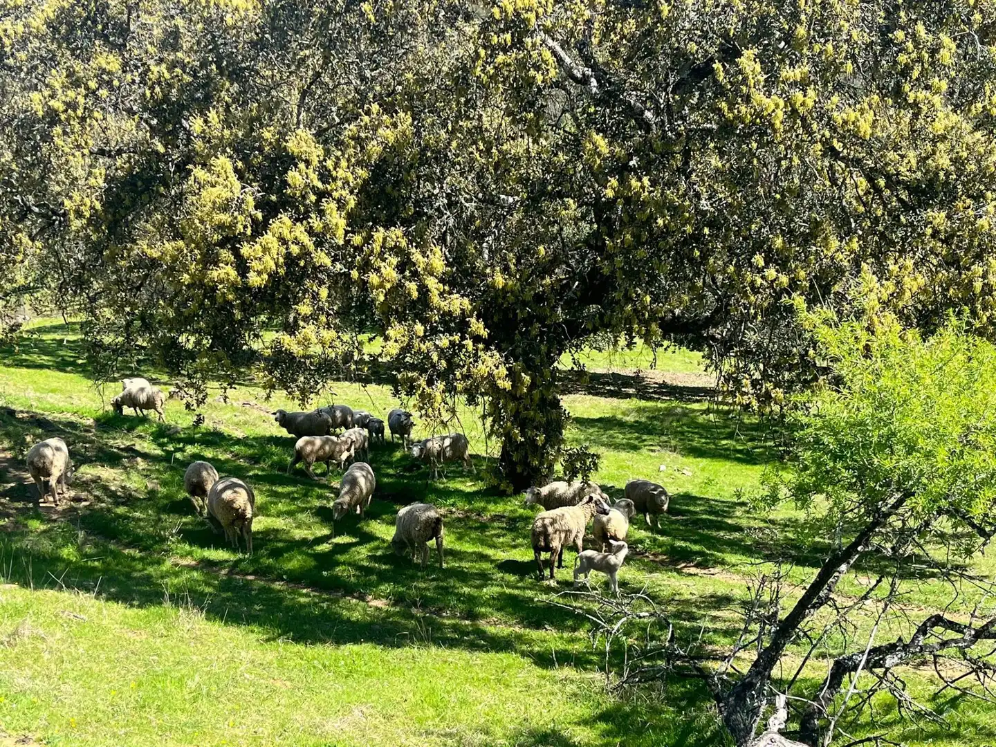 Terreni e lotti in vendita a Zufre, imagen 25