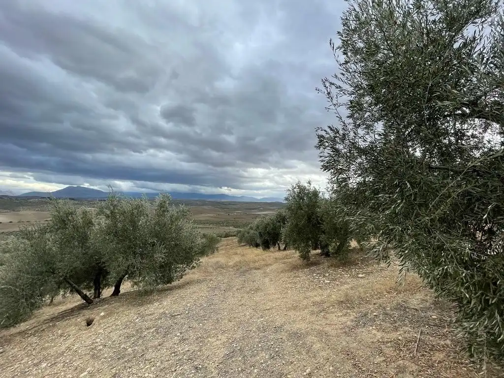 Land for sale in San Ildefonso - Catedral