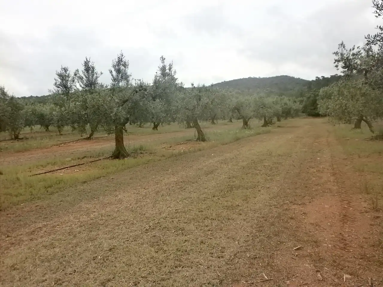 Terreny rústic en venda a Avinguda de Reus, imagen 2