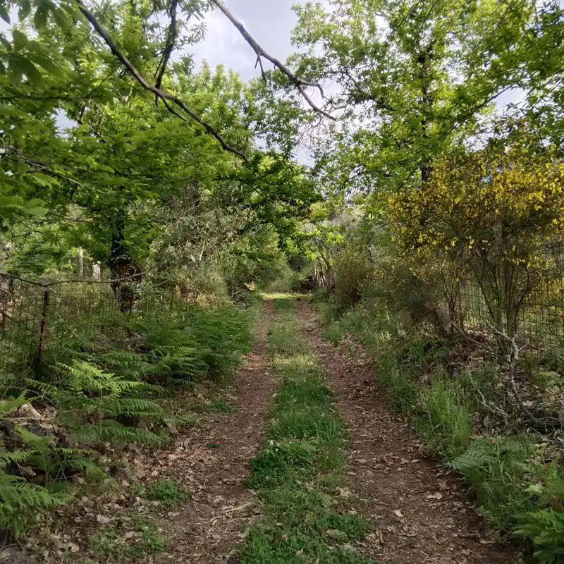 Finca rústica en venta en Aracena