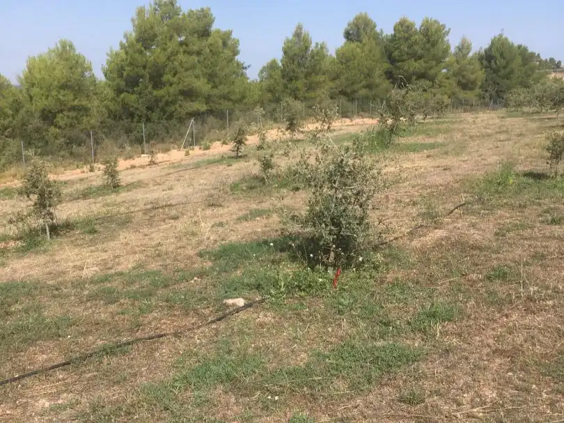 Rural land for sale in Carrer de Sant Pere 2, imagen 4