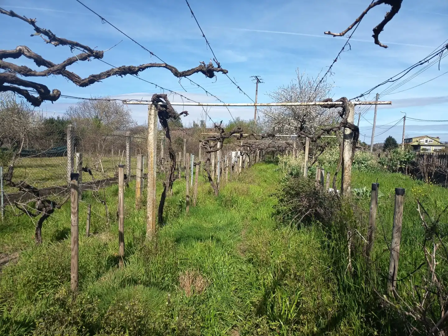 House with garden for sale in Monforte de Lemos, imagen 4