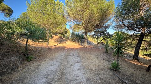 Viña en zona Alcaprrosa-Dehesa El Pinar, imatge 4