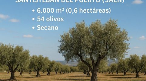 Photo 5 of Land for sale in Polígono 15 Parcela 205 Dehesilla del Rico. Santi, 165, Santisteban del Puerto, Jaén