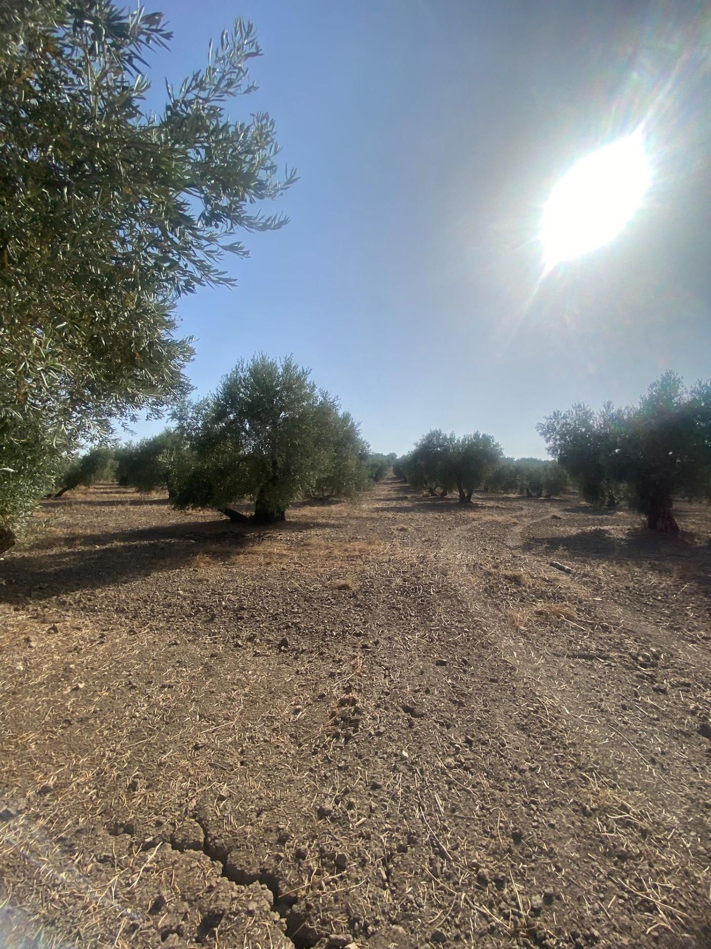 Residential for sale in La Puebla de Cazalla