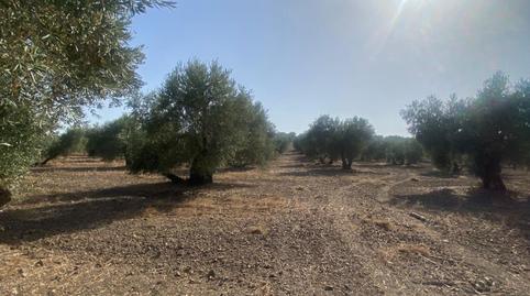 Foto 2 de Residencial en venda a La Puebla de Cazalla, Sevilla