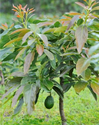 Terreno en Venta en Dalías