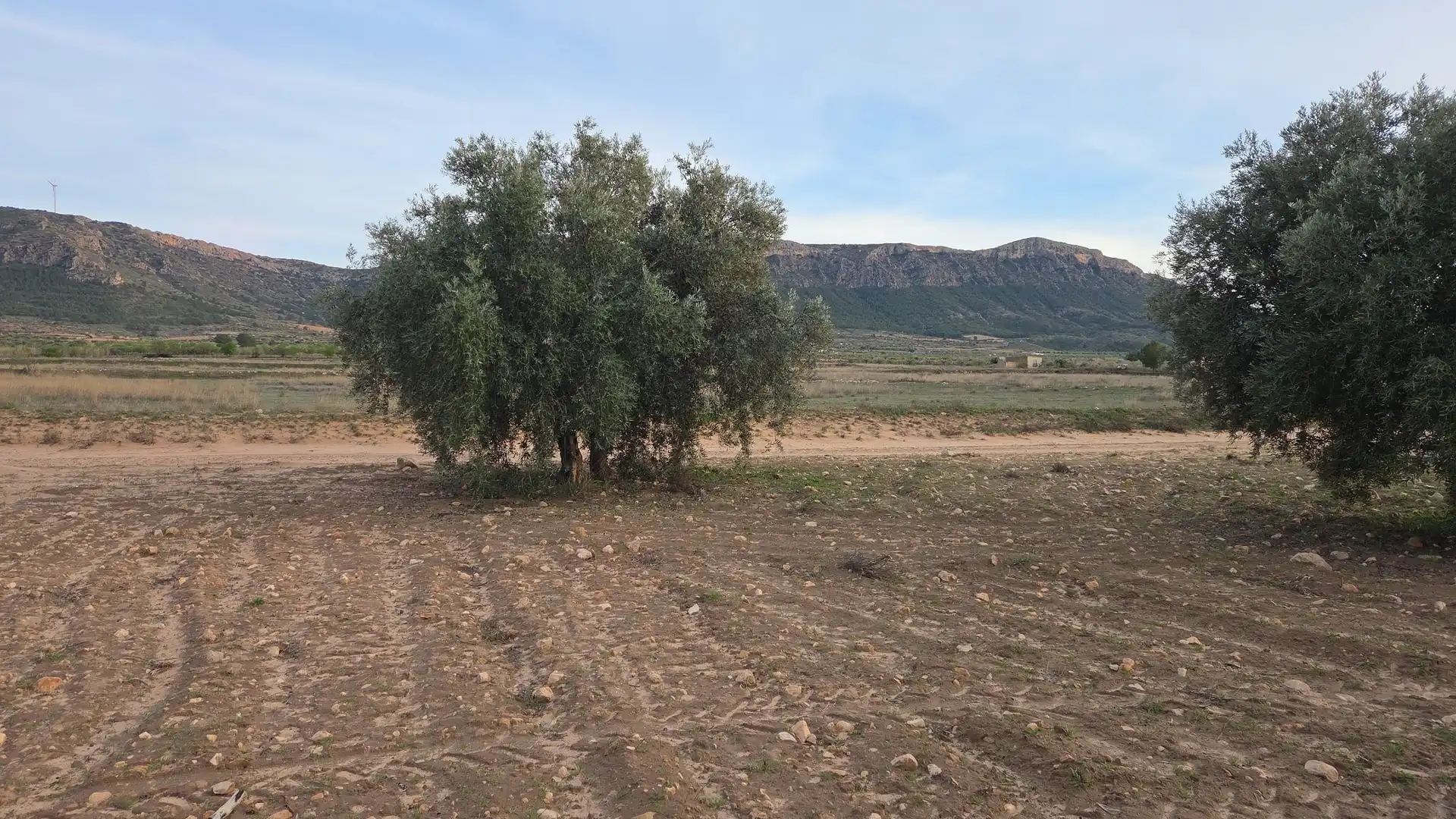Terreny residencial en venda a Jumilla, imagen 2