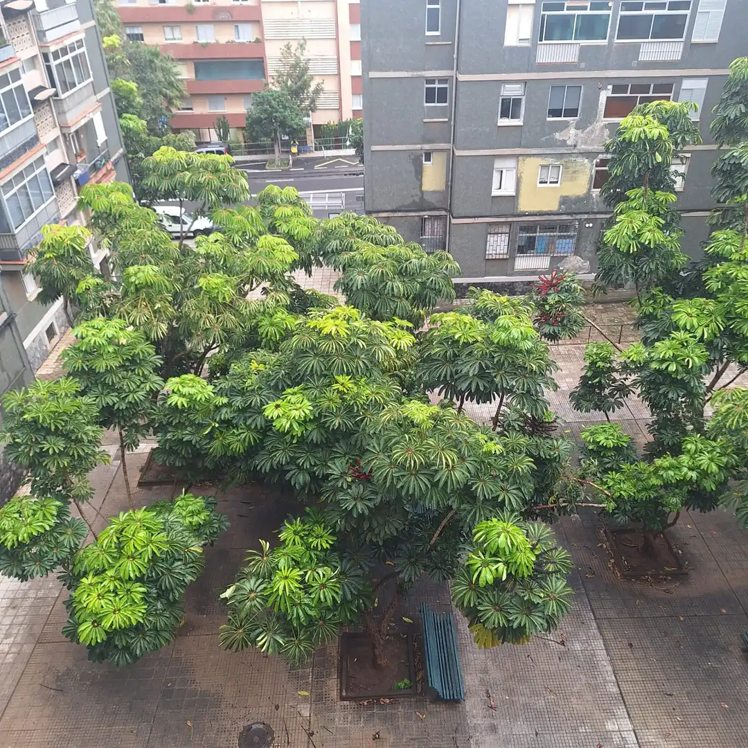 Exterior view of Flat for sale in Santa Cruz de Tenerife  with Furnished and Balcony