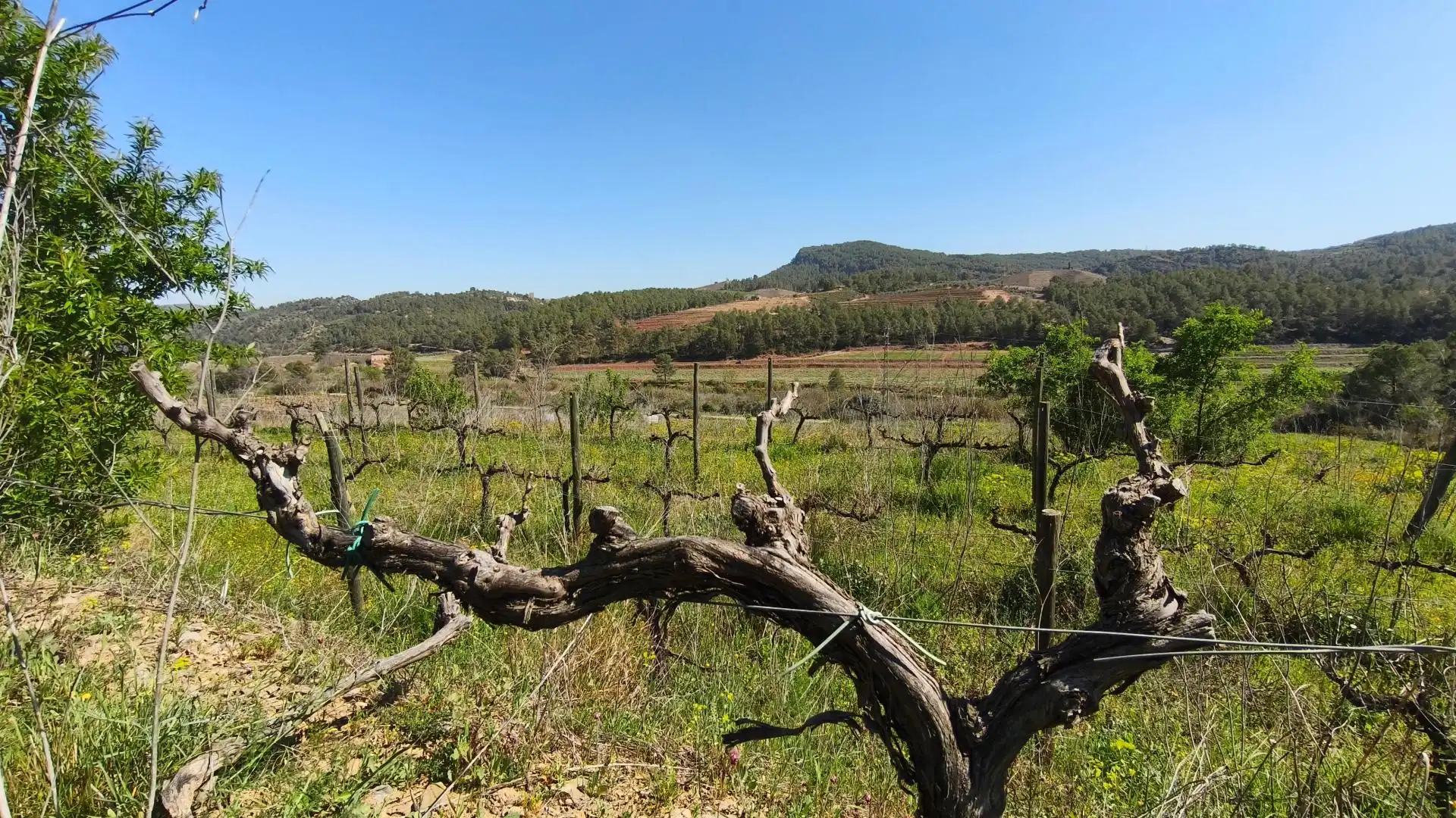 Grundstücke zum Verkauf in El Molar (Tarragona)