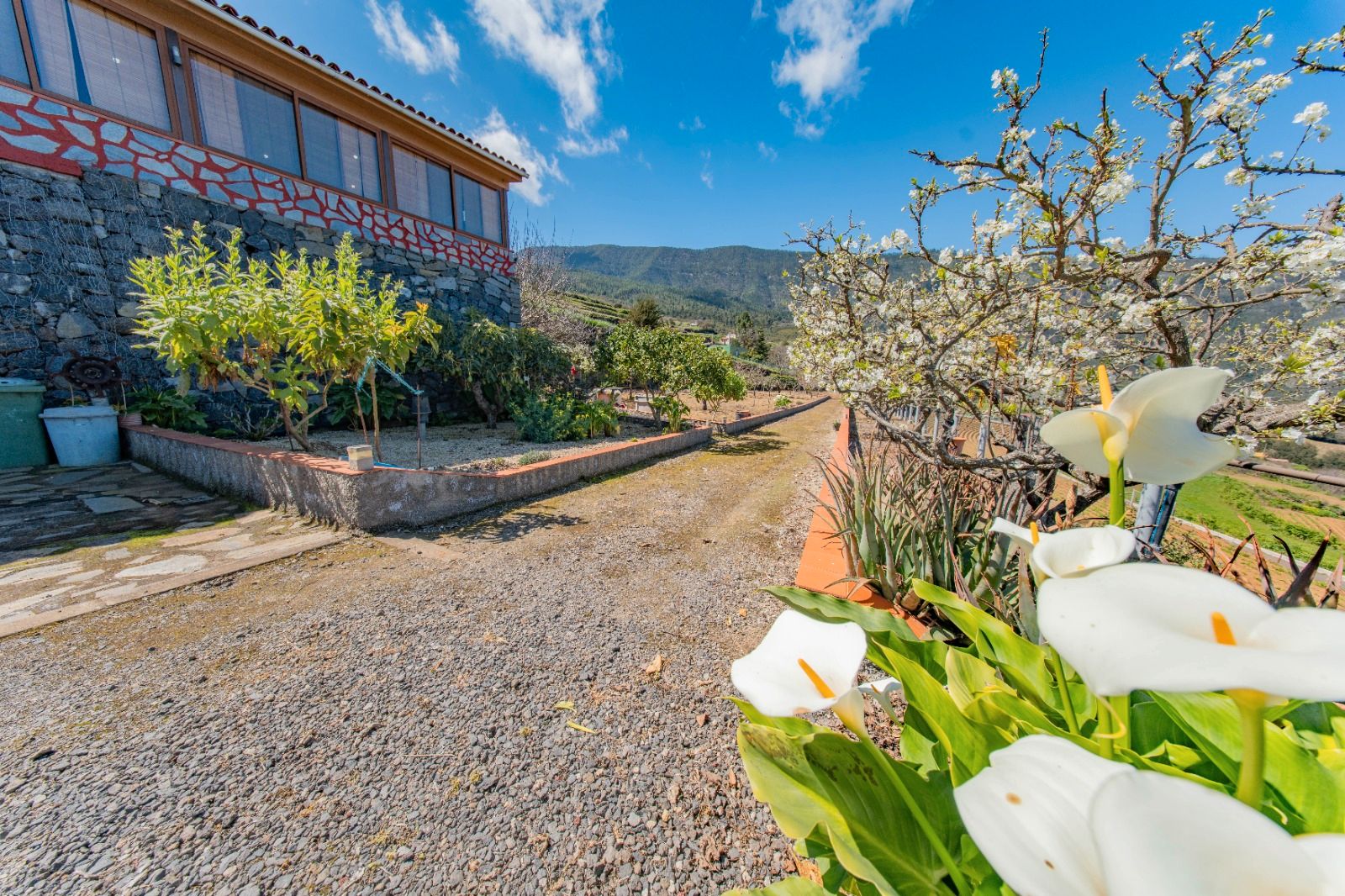 Jardí de Casa o xalet en venda en La Guancha amb Jardí privat, Terrassa i Traster