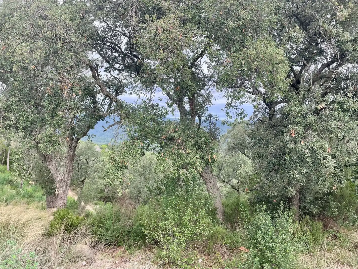 Terreni e lotti in vendita a Platja d'Aro, imagen 29