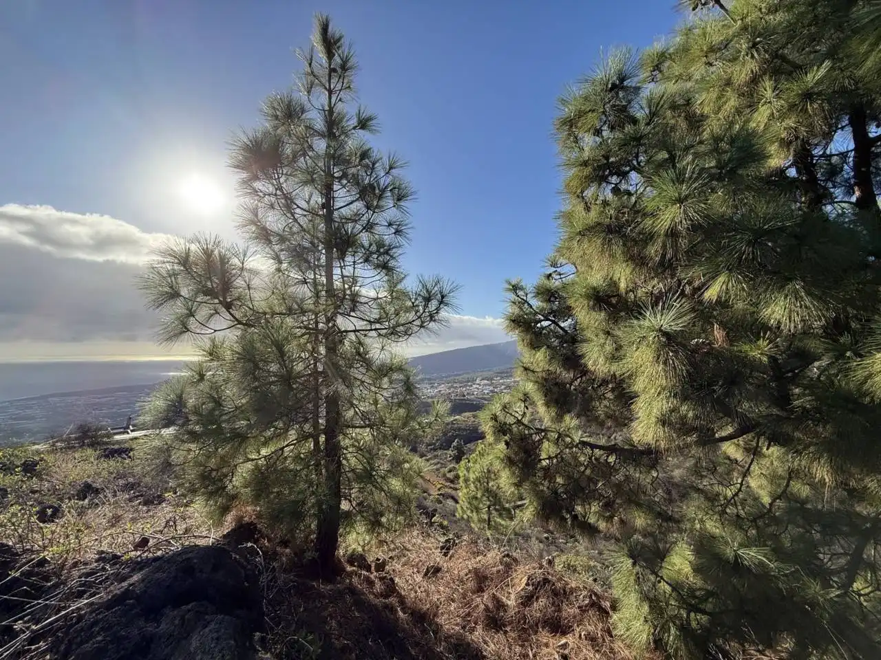 Rural land for sale in Camino Montesinas, imagen 5