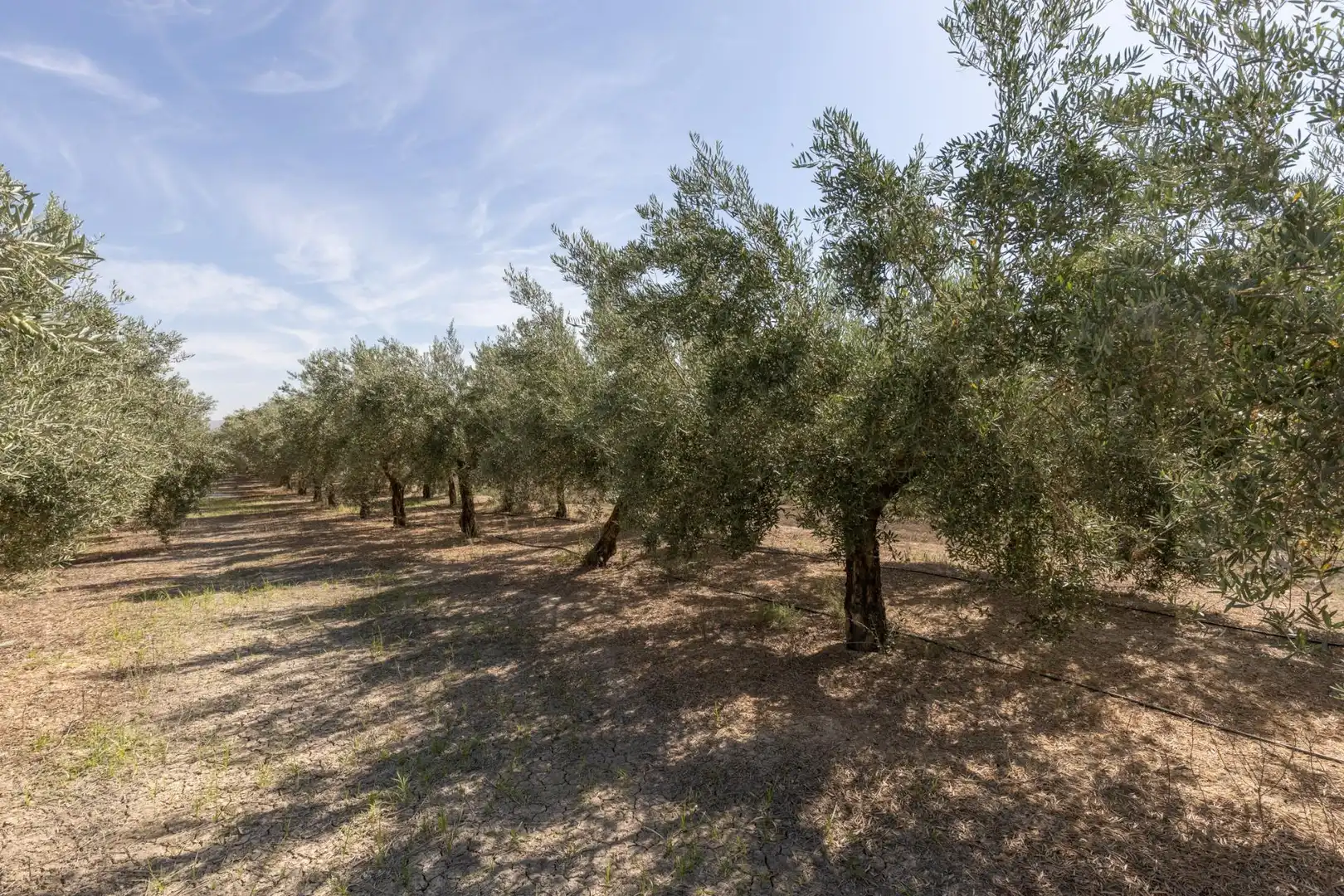 Lands and plots for sale in DISEMINADOS, imagen 18