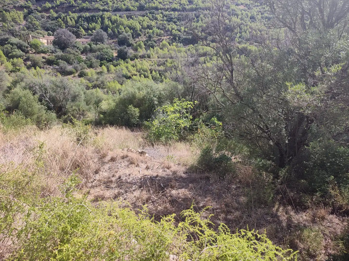 Terreny rústic en venda a Andratx pueblo, imagen 19