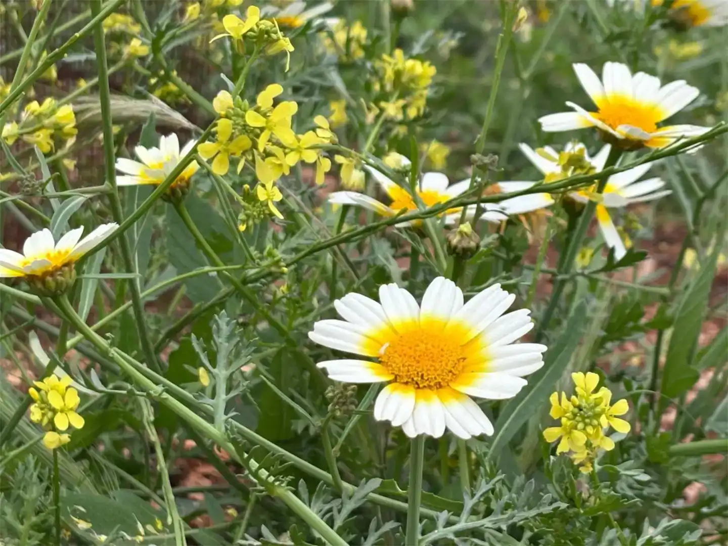 Jardí de Finca rústica en venda en Ingenio