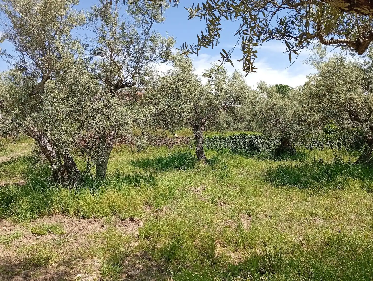 Terreni e lotti in vendita a Villanueva de la Vera, imagen 73