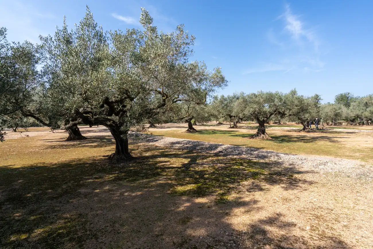 Terrain rustique à vendre à Camí Del Filato 1093, imagen 12