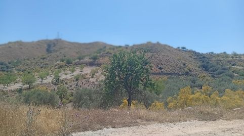 VENTA DE TERRENO RÚSTICO EN CANTORIA ALMERÍA, immagine 5