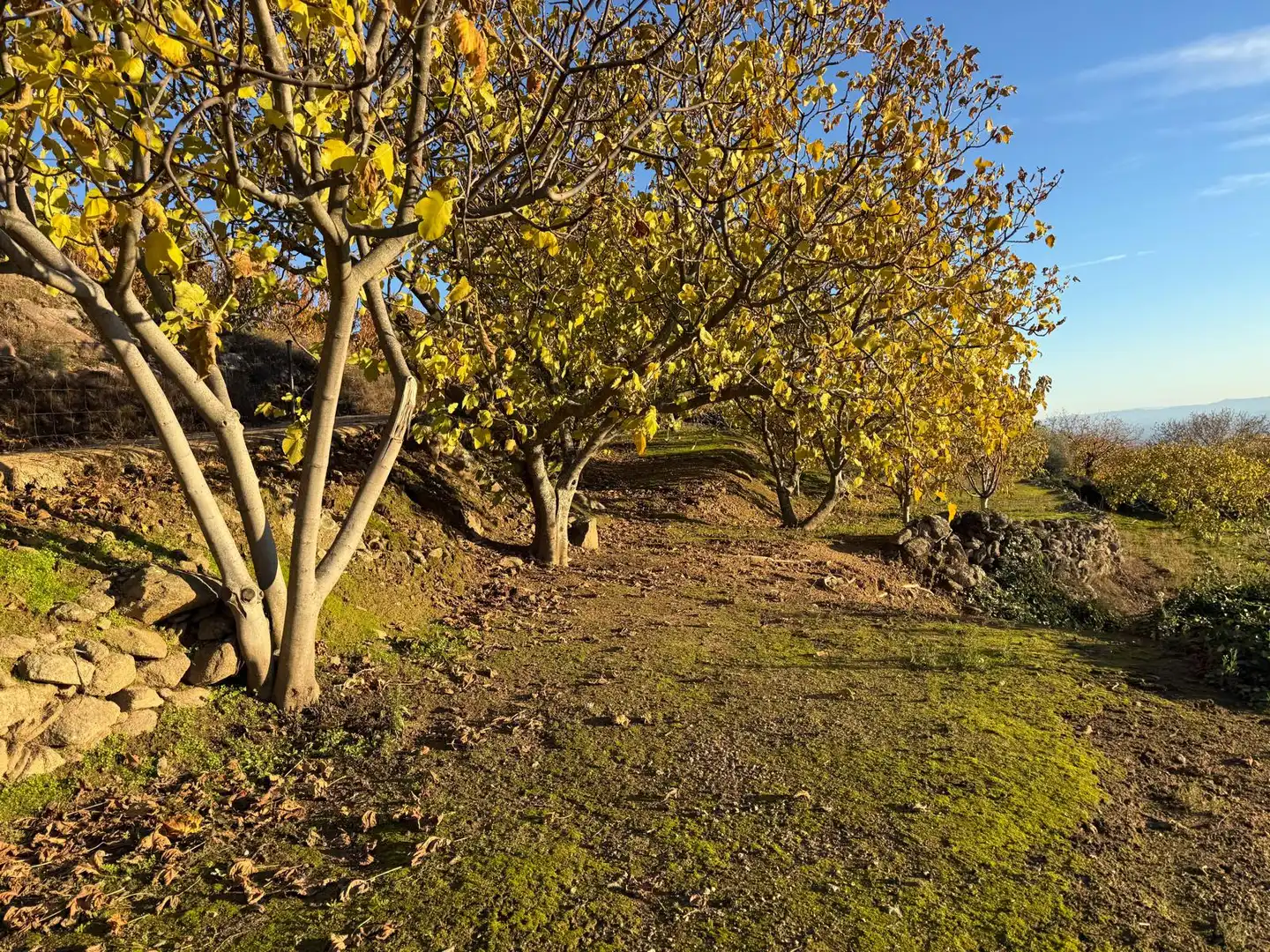 Exterior view of Land for sale in Arroyomolinos de la Vera