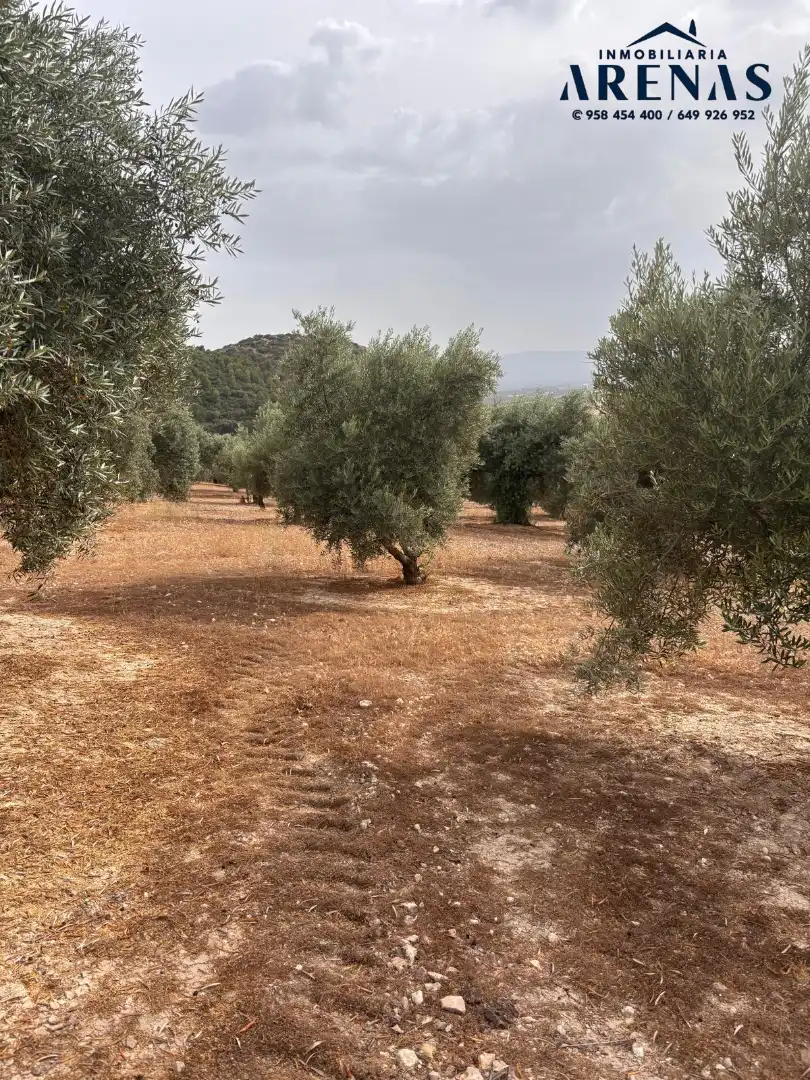 Rustikales Grundstück zum Verkauf in Calle Pozo de Íllora, imagen 3