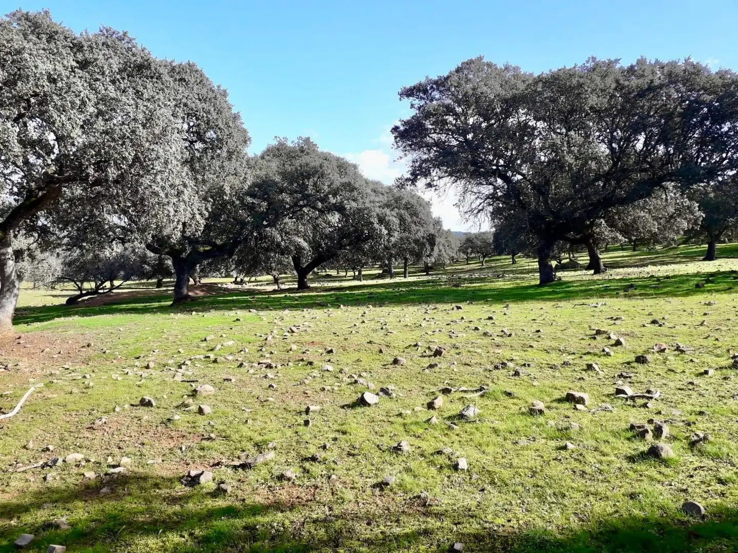 Rural land for sale in Fuente Obejuna, imagen 21