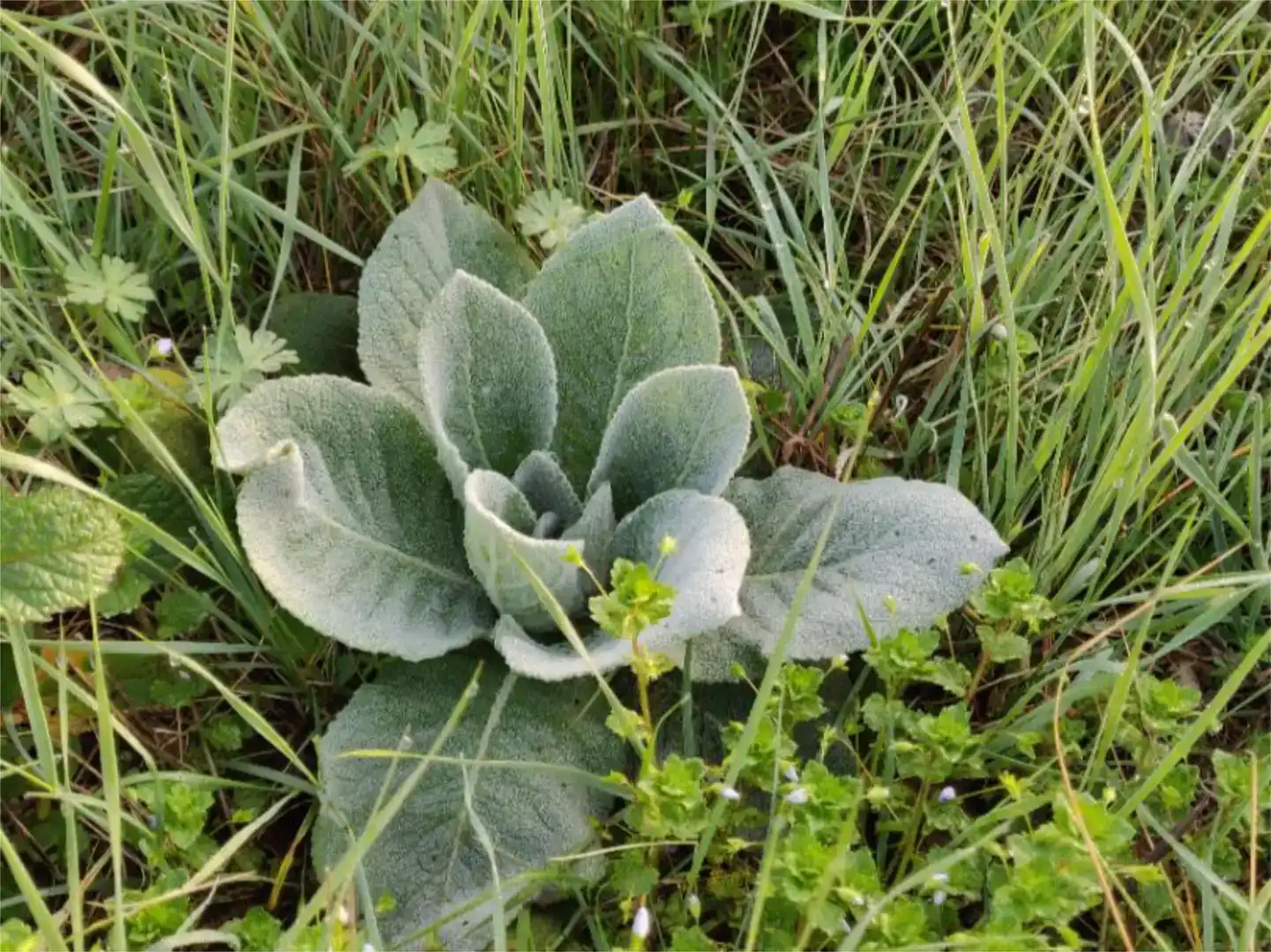 Garten von Grundstücke zum Verkauf in Saldías