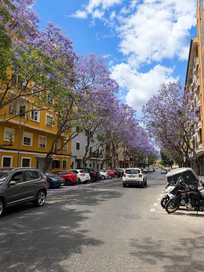 Vista exterior de Pis en venda en  Palma de Mallorca amb Terrassa