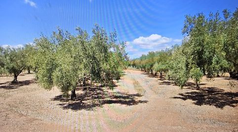 Finca de olivos con agua, immagine 3