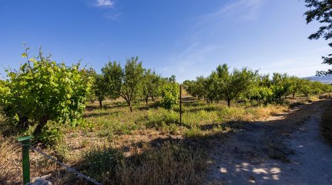 Oportunidad Única Finca Rústica Productiva junto al Polideportivo de Dúrcal, immagine 4