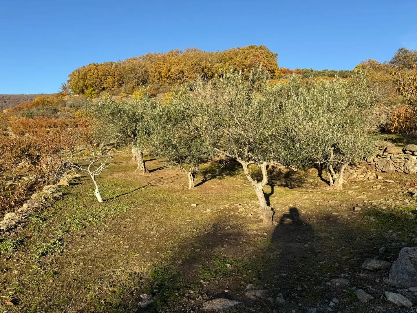 Land for sale in Arroyomolinos de la Vera